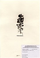 藏品(喇叭藻)的圖片